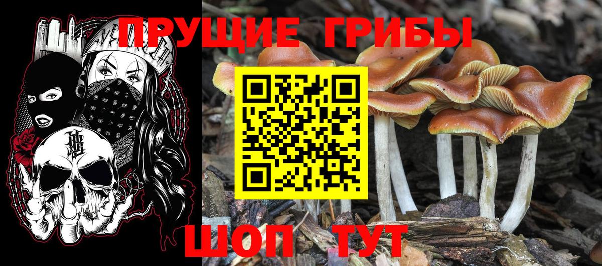 Галлюциногенные грибы Cubensis Долгопрудный